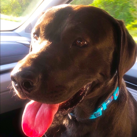 Meet your Posher, Nicole - Picture 1 of 1